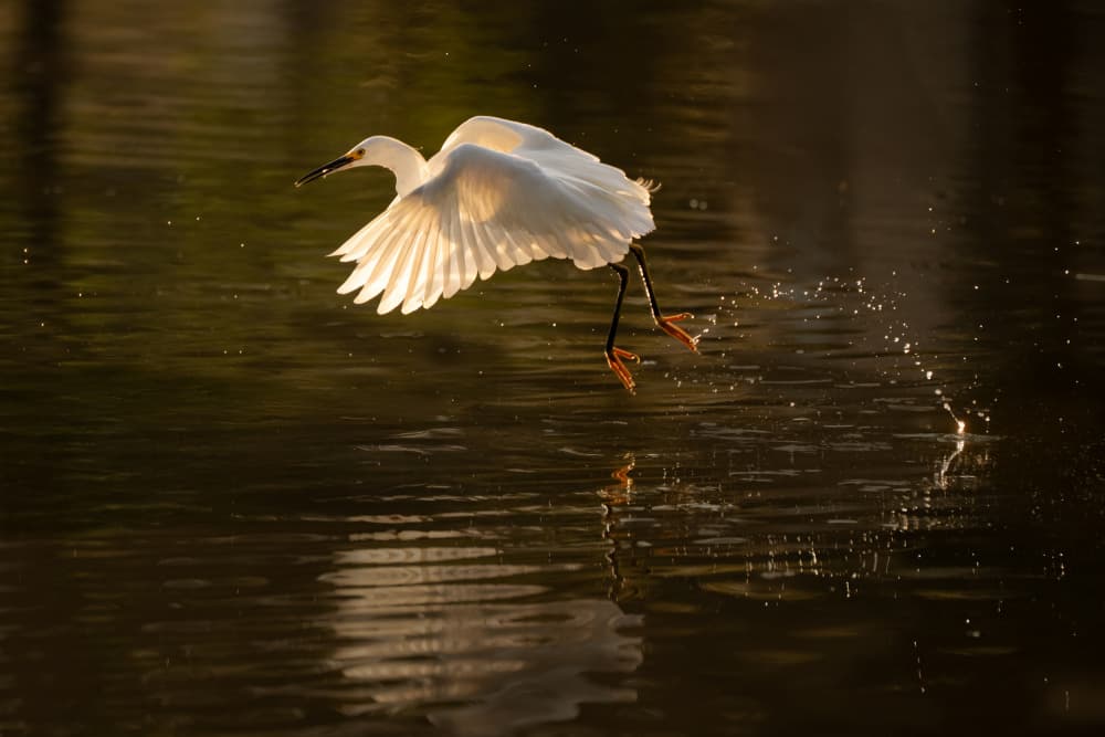Golden Egret Takes Flight by Sheila Xu — canvas wall art