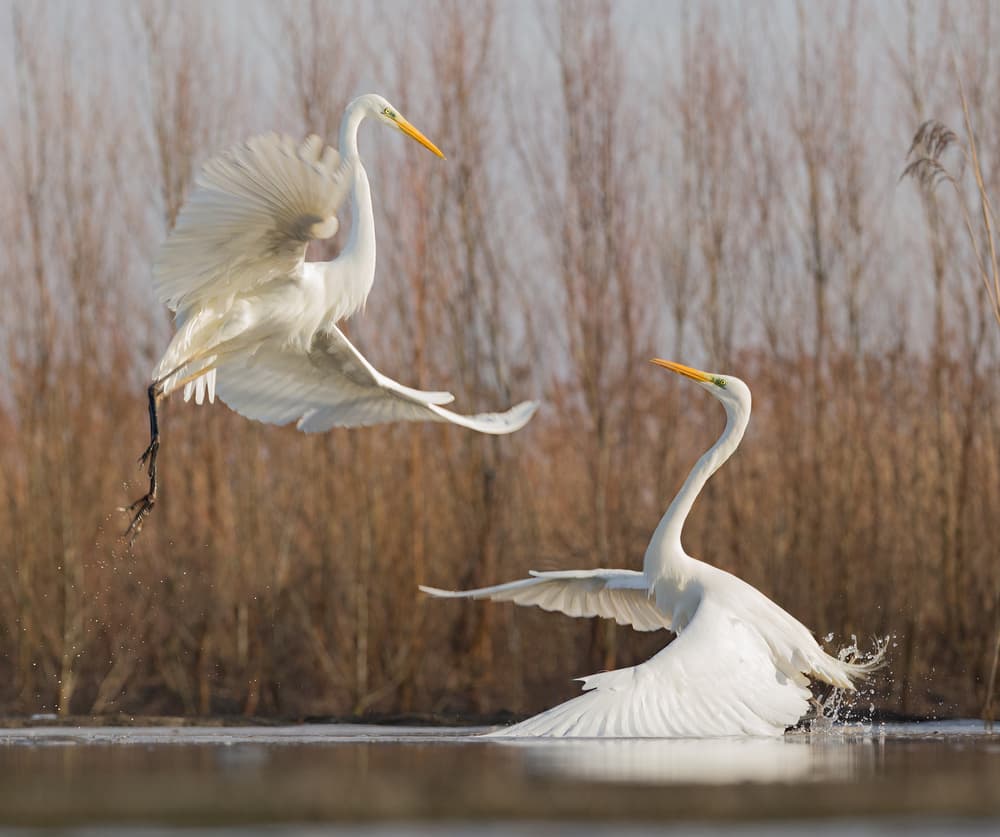 Graceful Egrets Flight by Cheng Chang — canvas wall art