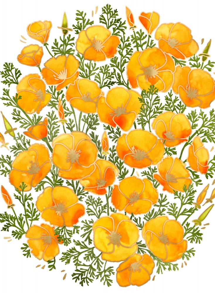Golden Poppy Blooms by Rosana Laiz Blursbyai — canvas wall art