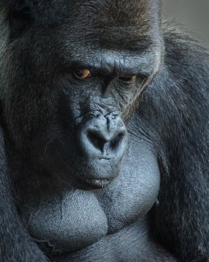 Majestic Silverback Gorilla by Bill Mugg — canvas wall art