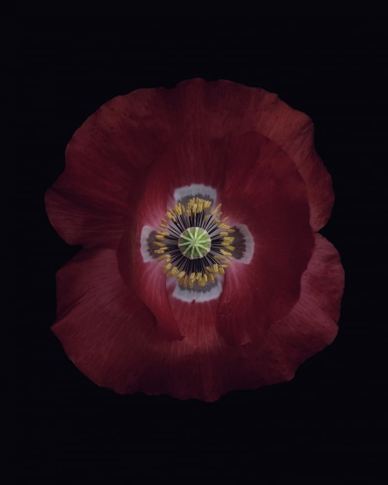 Elegant Red Poppy by Lotte Grønkjær — canvas wall art