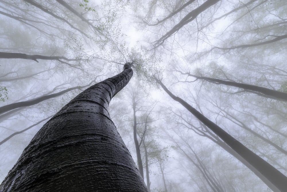 Winding Tree Foggy Forest by Tom Pavlasek — canvas wall art