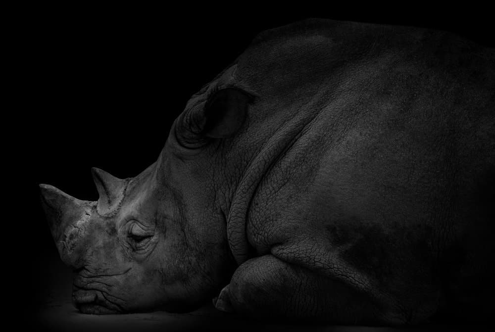 Serene Rhino Portrait by Jealousy — canvas wall art