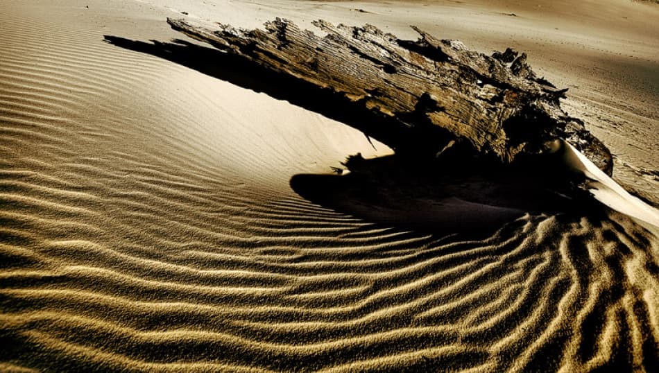 Golden Desert Driftwood by Mel Brackstone — canvas wall art