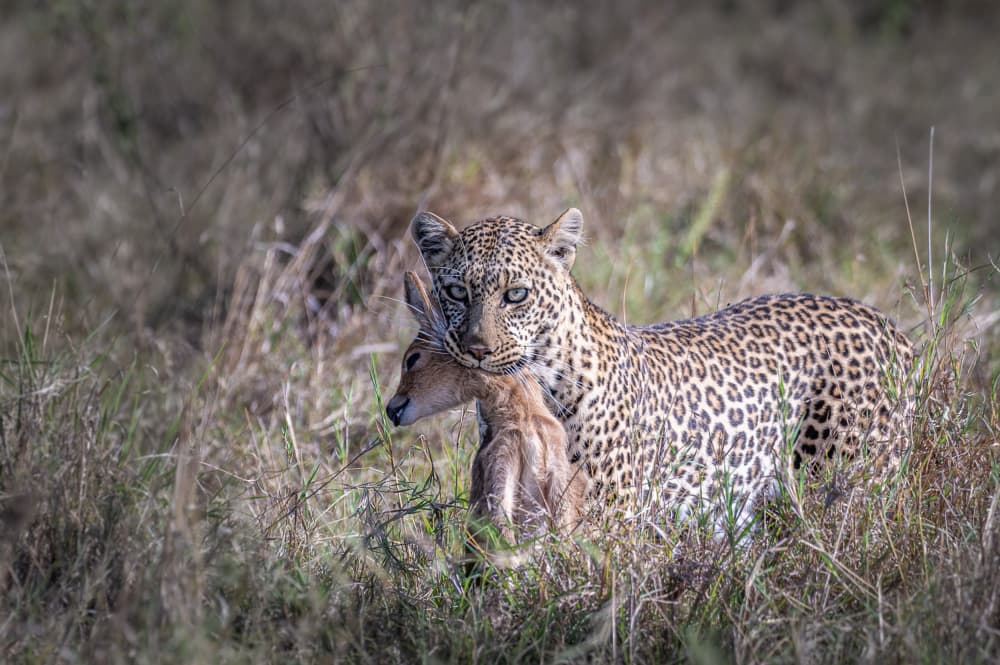 Leopard Carrying Prey by Ronen Rosenblatt — canvas wall art