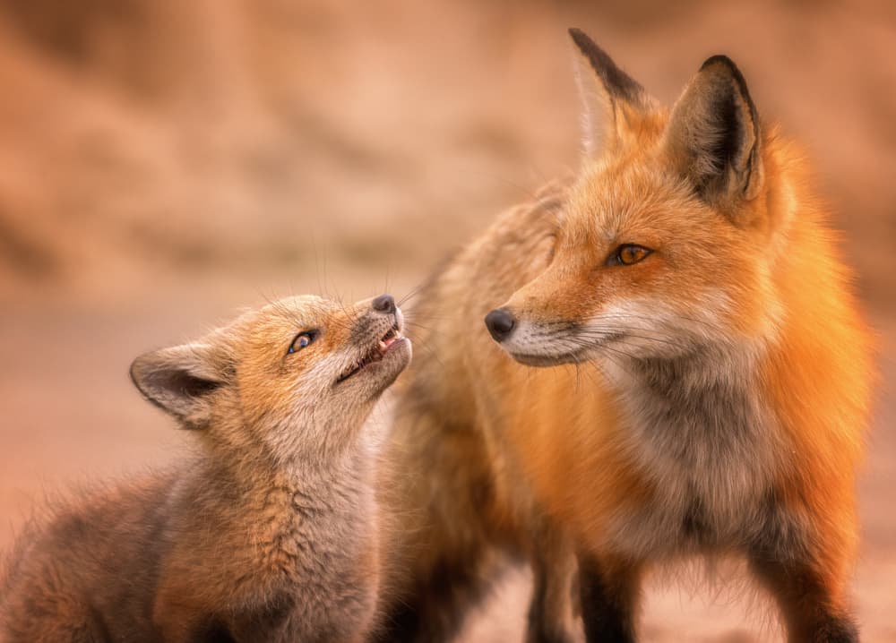 Curious Fox Kit by Kai Dan — canvas wall art