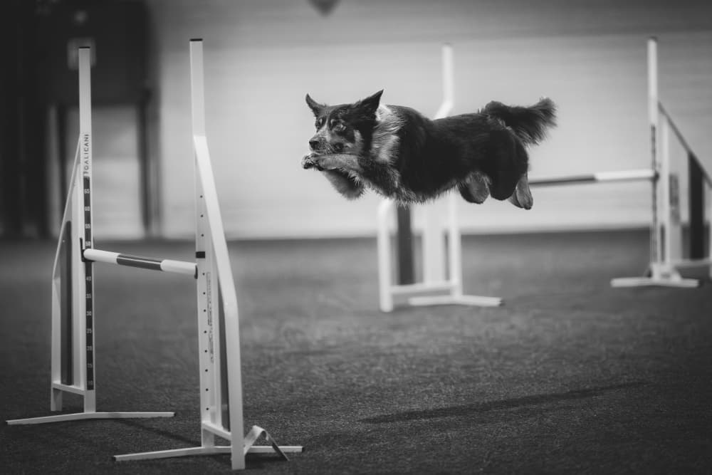 Leaping Agility Dog by Pali Gerec — canvas wall art