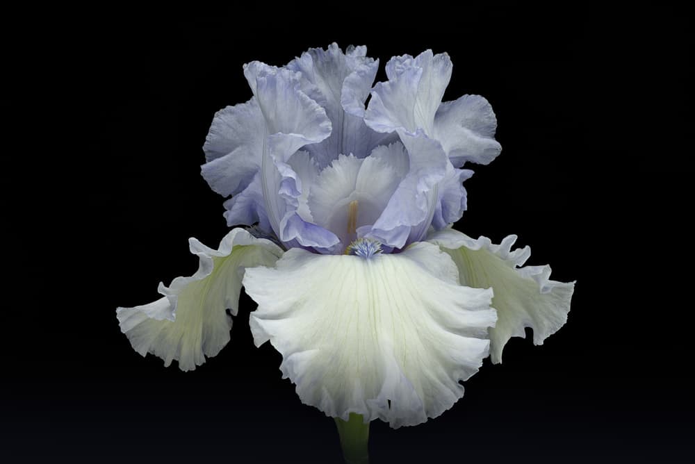 Elegant Blue Iris by Richard Urbanski — canvas wall art
