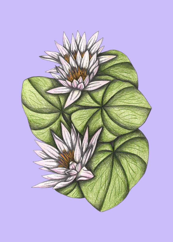 Serene Water Lilies by Cecilia Battaini — canvas wall art