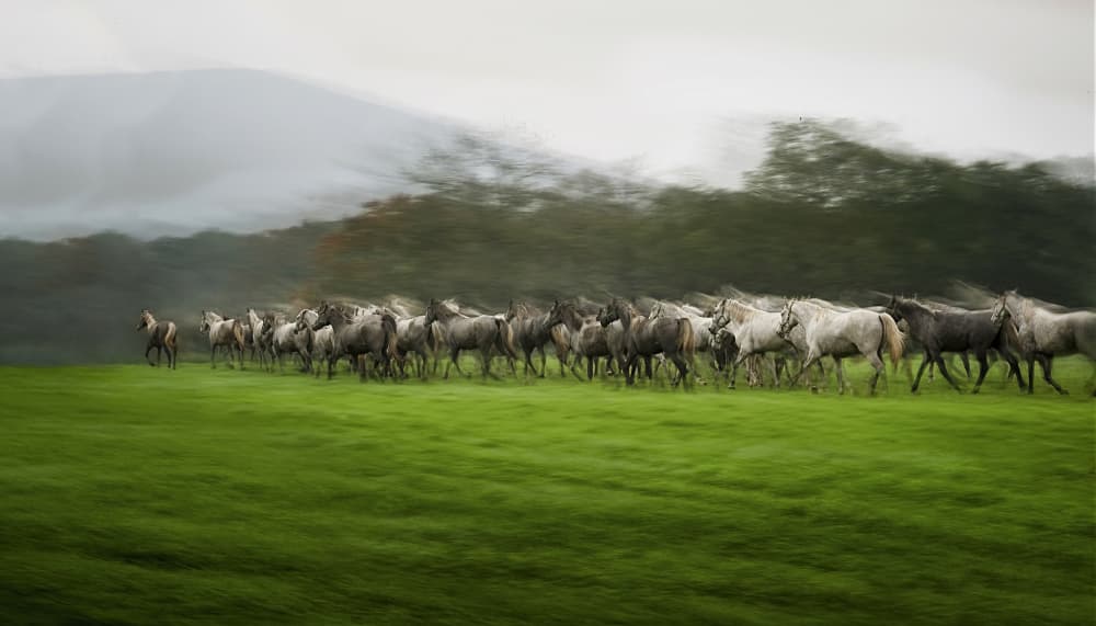 Running Wild Horses by Milan Malovrh — canvas wall art
