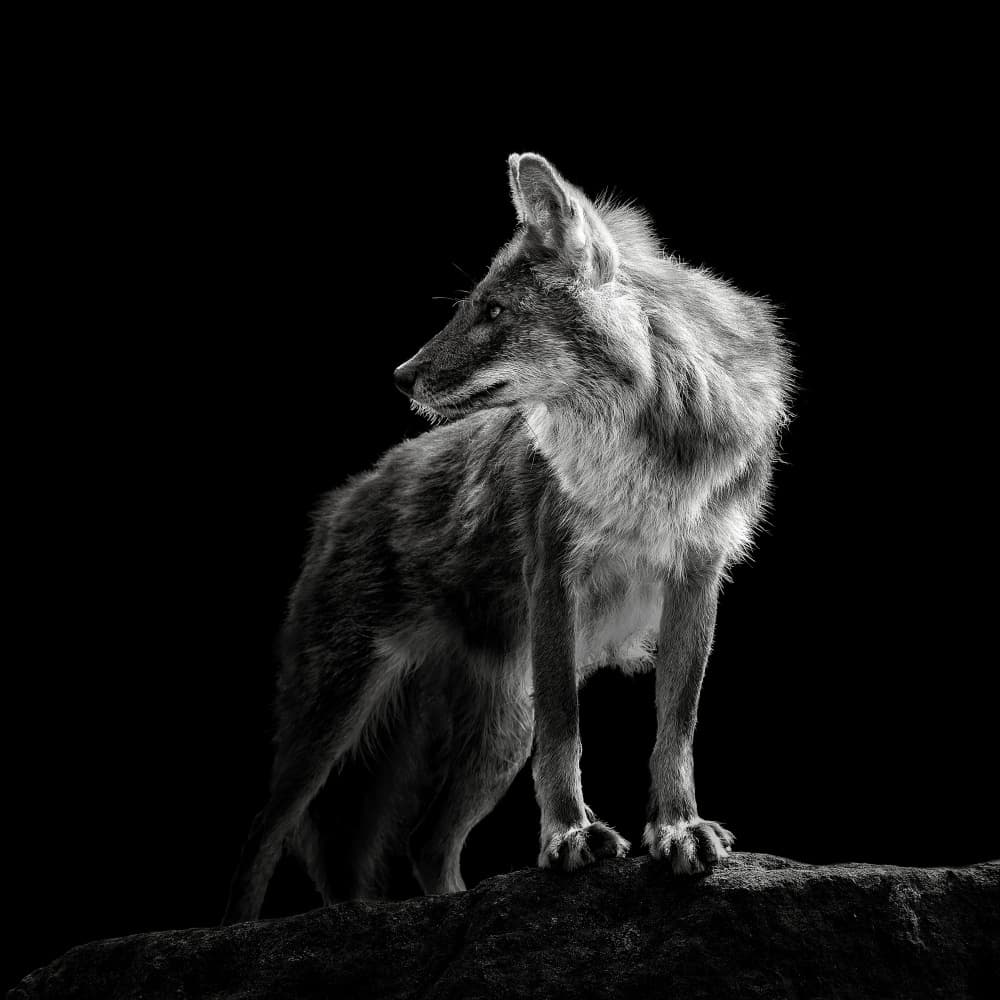 Mysterious Wolf Gaze by Christian Meermann — canvas wall art