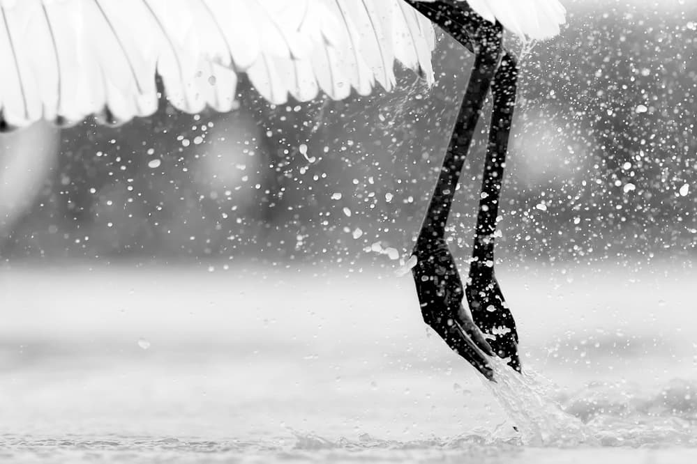 Bird Wading Splash by Jun Zuo — canvas wall art