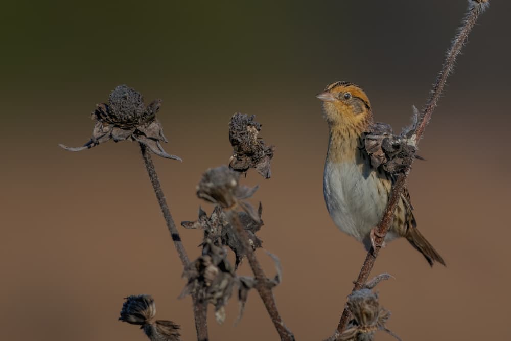 Small Bird Perched on Stem by Jacob (Jian) Xu — canvas wall art