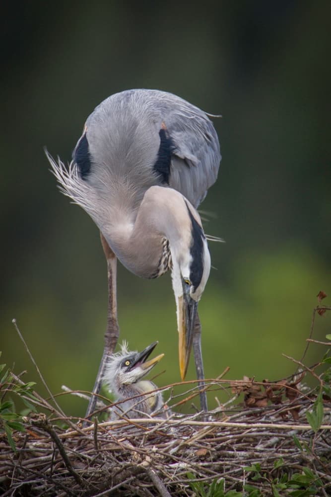 Heron Feeding Chick by Nick Kalathas — canvas wall art