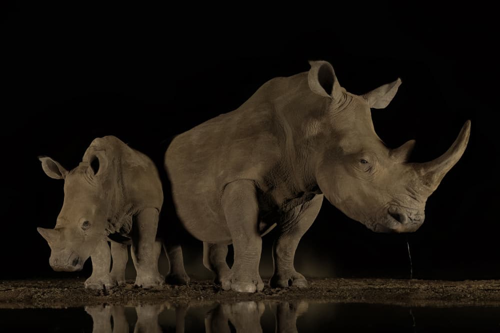 Rhino Family At Night by Renee Doyle — canvas wall art