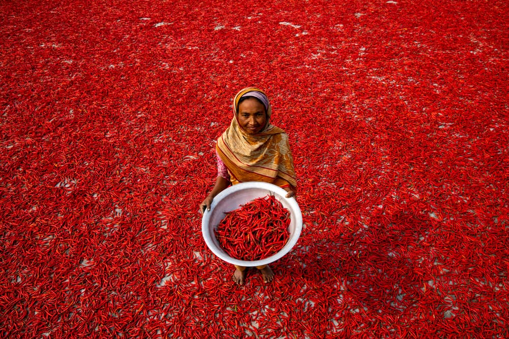 Woman Red Chili Field by Azim Khan Ronnie — canvas wall art