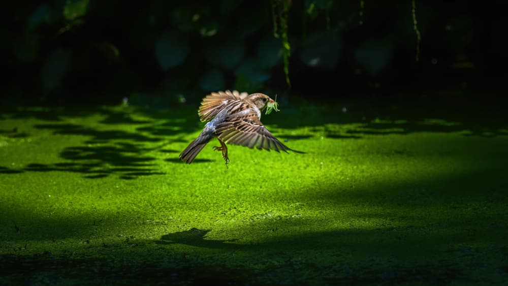 Bird Glides Over Green by Xiao Cai — canvas wall art