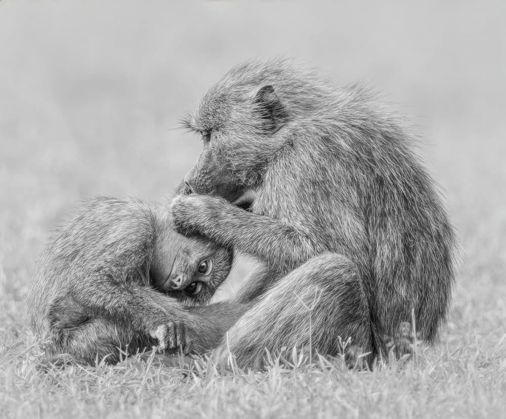 Gentle Baboon Grooming by Yunqiang Li — canvas wall art