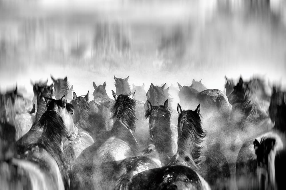 Wild Horses Running Dust by Gilcan Mete — canvas wall art