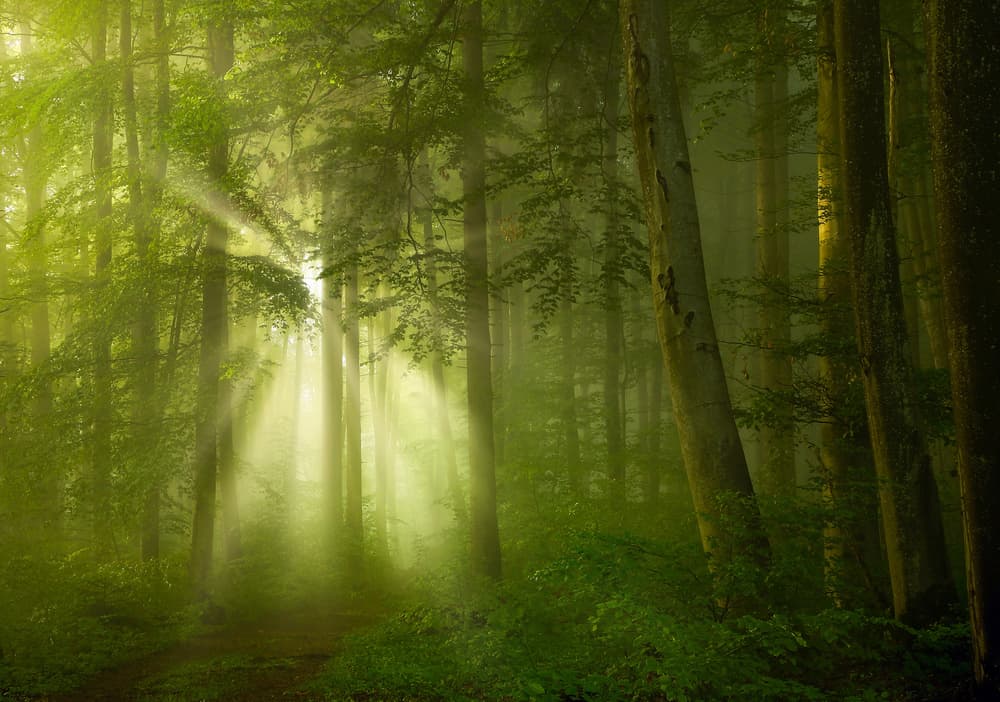 Enchanted Forest Light by Norbert Maier — canvas wall art