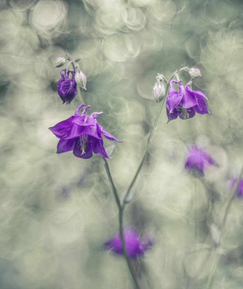 Dreamy Purple Flowers by Elisabeth van Helden — canvas wall art