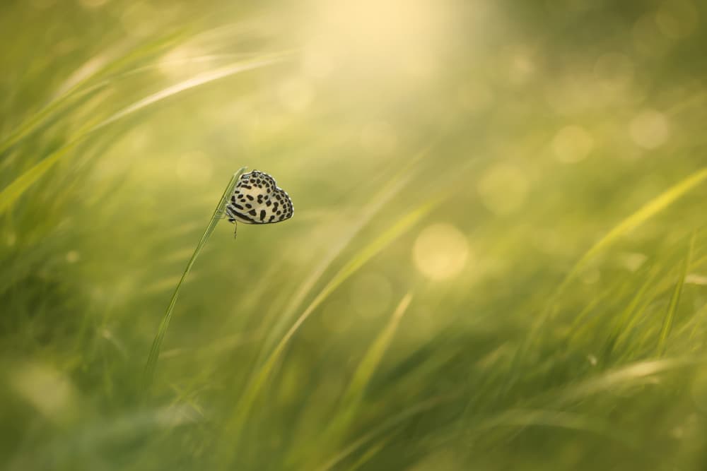 Dreamy Butterfly in Grass by Edy Pamungkas — canvas wall art