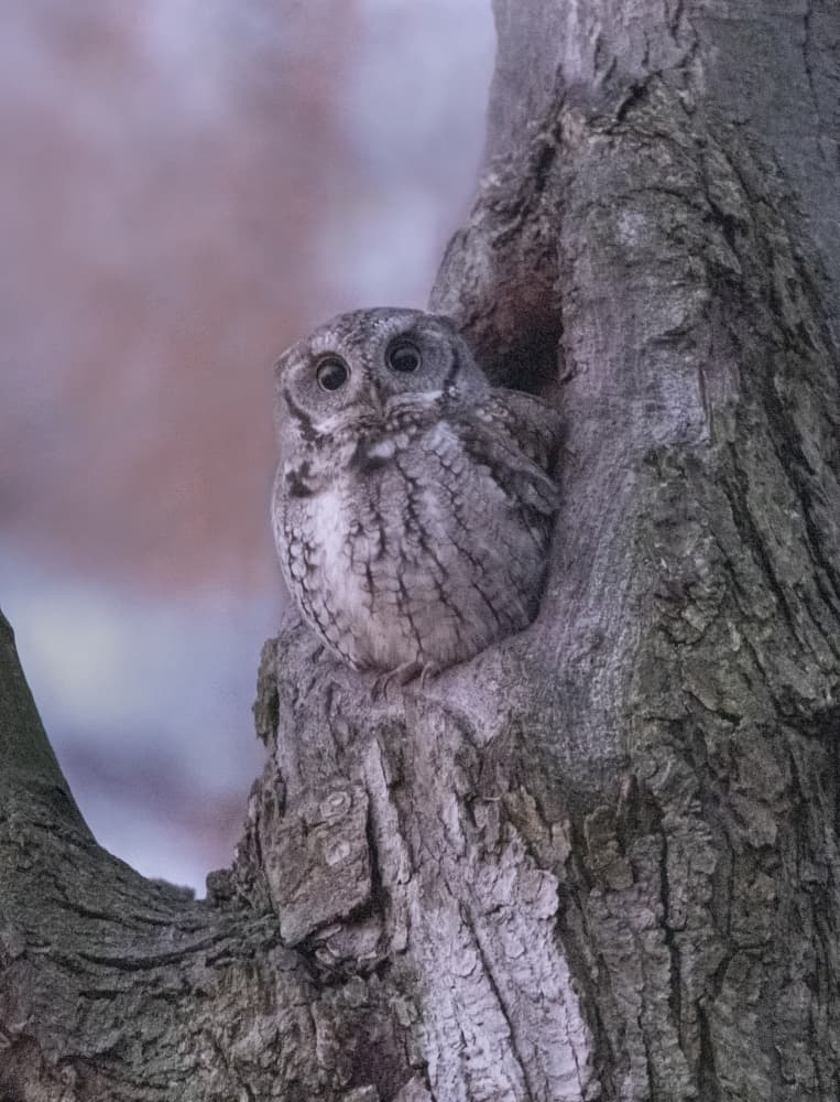 Curious Woodland Owl by Betty Liu — canvas wall art