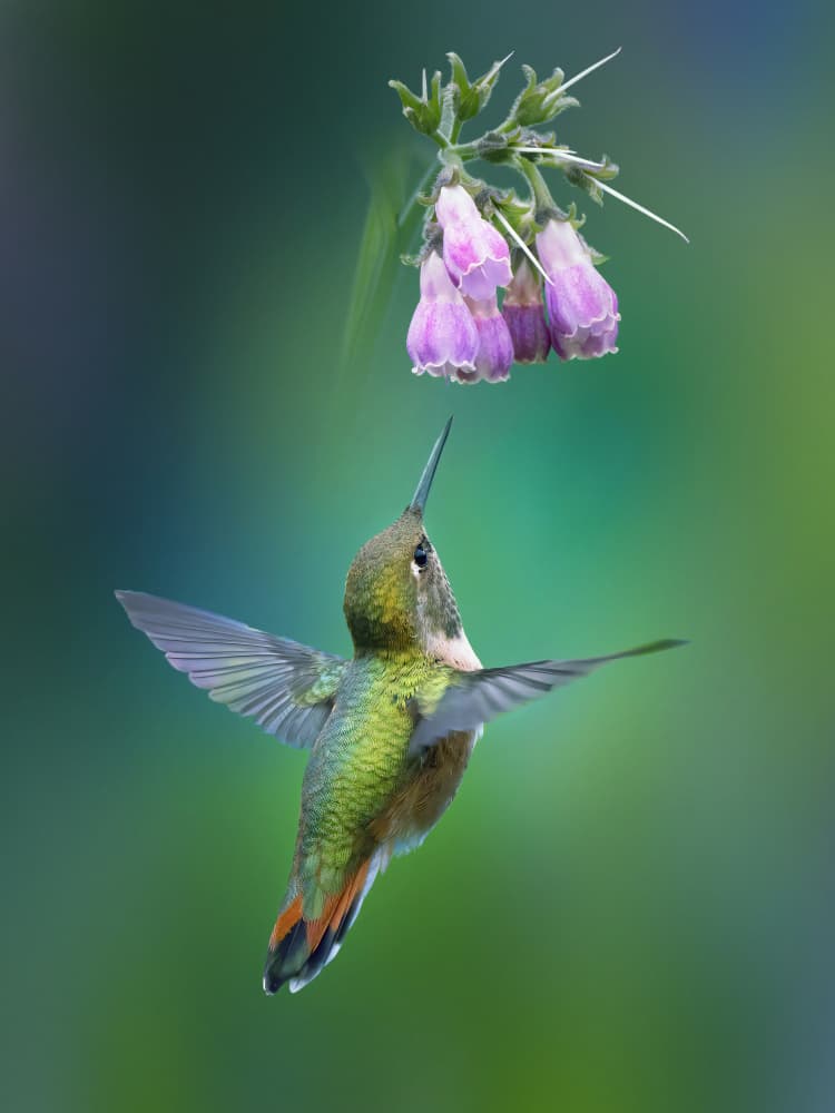 Hummingbird Nectar Feast by Qing Zhao — canvas wall art