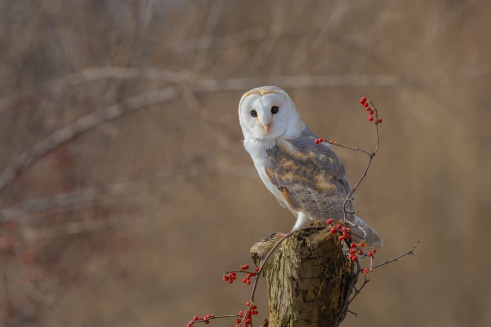 Barn Owl and Berries by Max Wang — canvas wall art