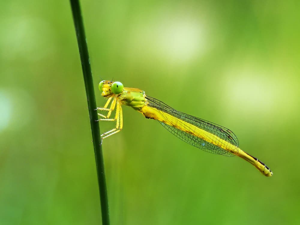 Delicate Yellow Damselfly by Takiko Hirai — canvas wall art