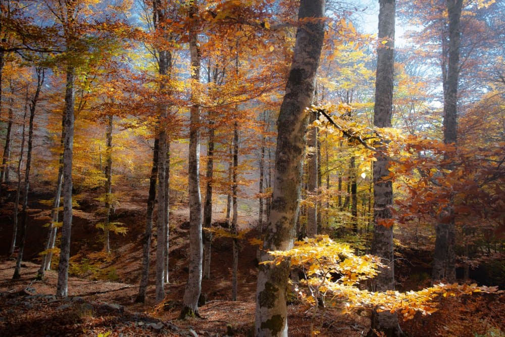 Vibrant Autumn Forest by Andrei — canvas wall art