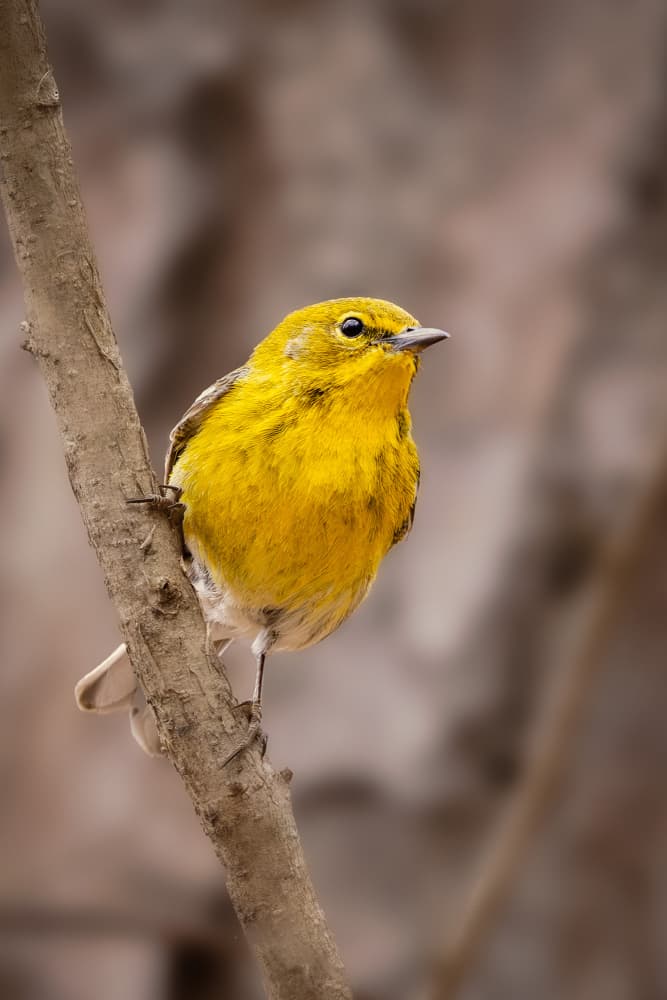 Yellow Warbler on Branch by ZY Zhang — canvas wall art