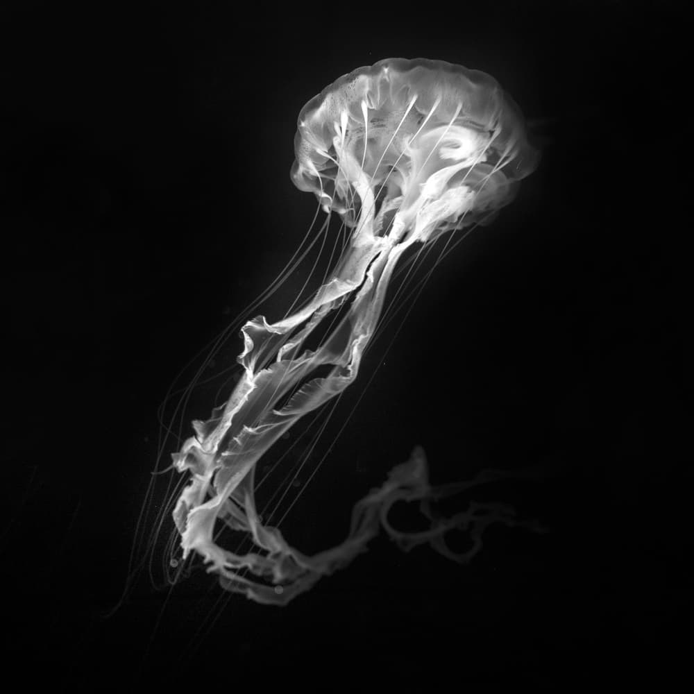 Ethereal Jellyfish Glow by Antonyus Bunjamin (Abe) — canvas wall art