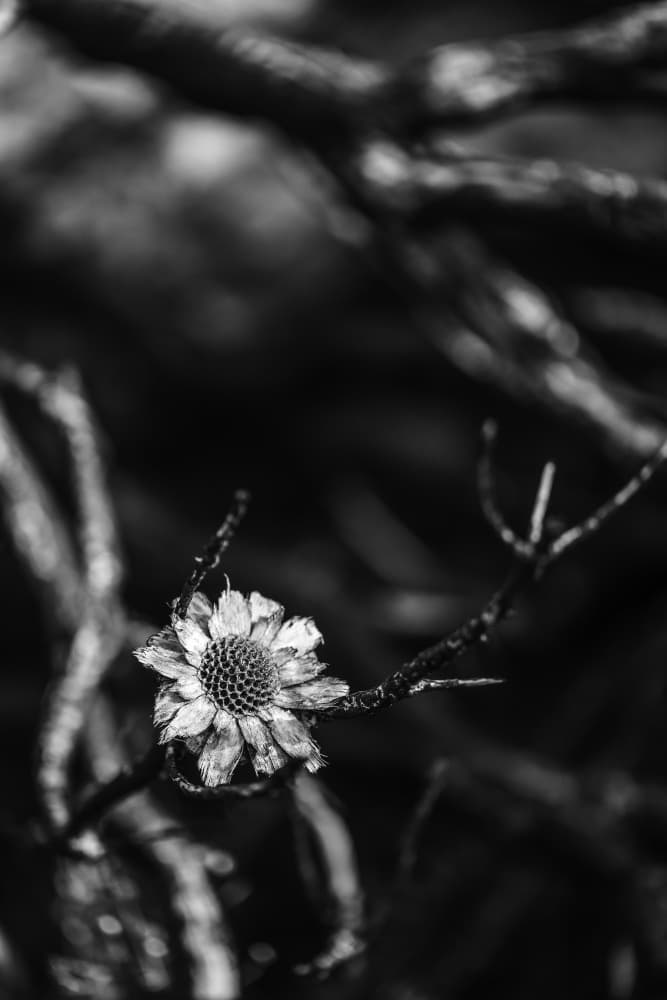 Flowform by Shot by Clint — canvas wall art
