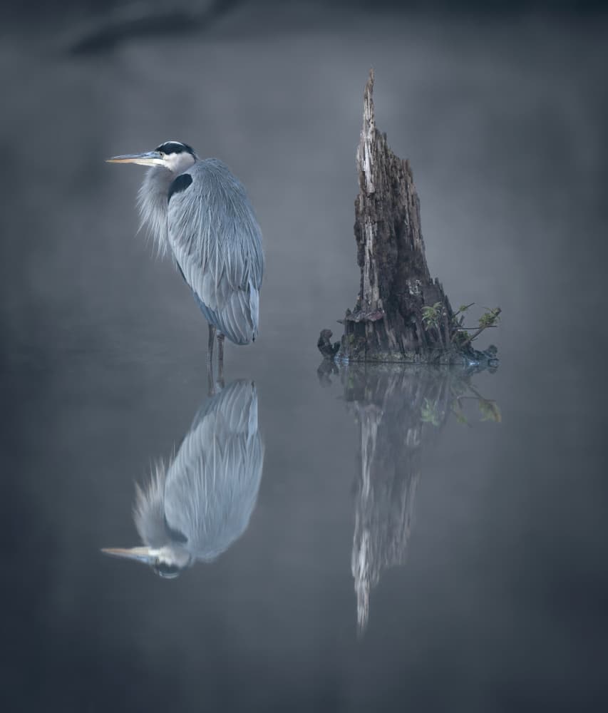 Misty Heron Reflection by Catherine Wang — canvas wall art