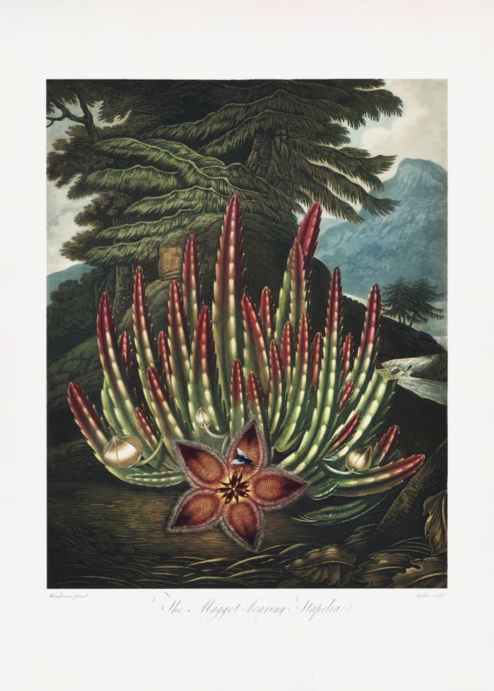 The Maggot–Bearing Stapelia from The Temple of Flora (1807) by Robert John Thornton — canvas wall art
