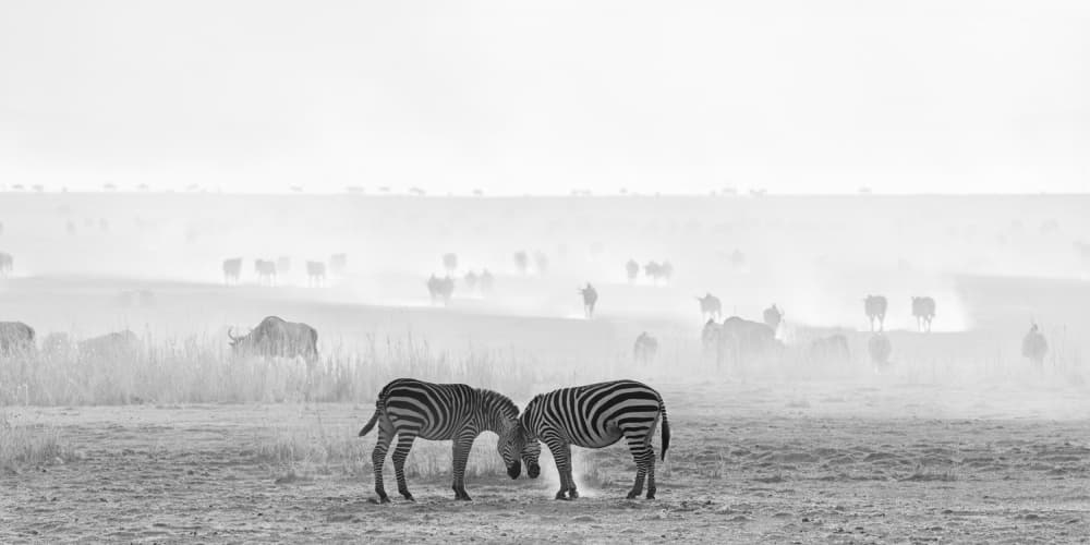 Zebras Face To Face by Jennifer Lu — canvas wall art
