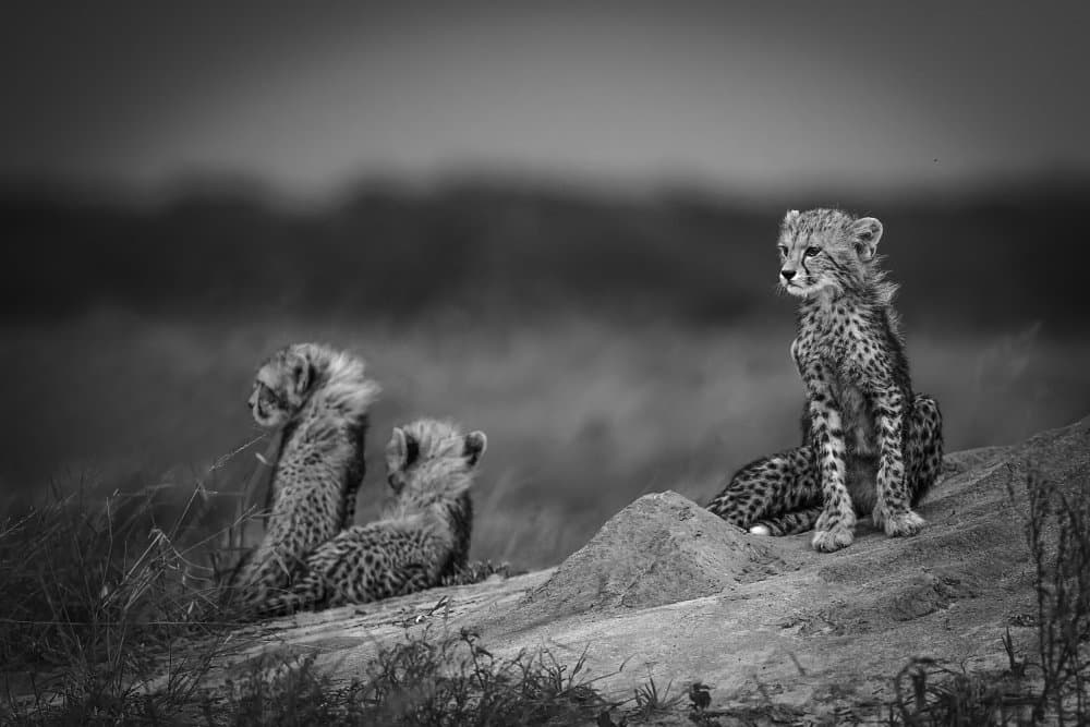 Safari Cheetah Cubs by Xavier A — canvas wall art
