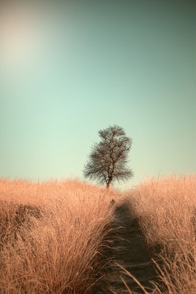 Bare Tree Field Path by Jaap van den Helm — canvas wall art