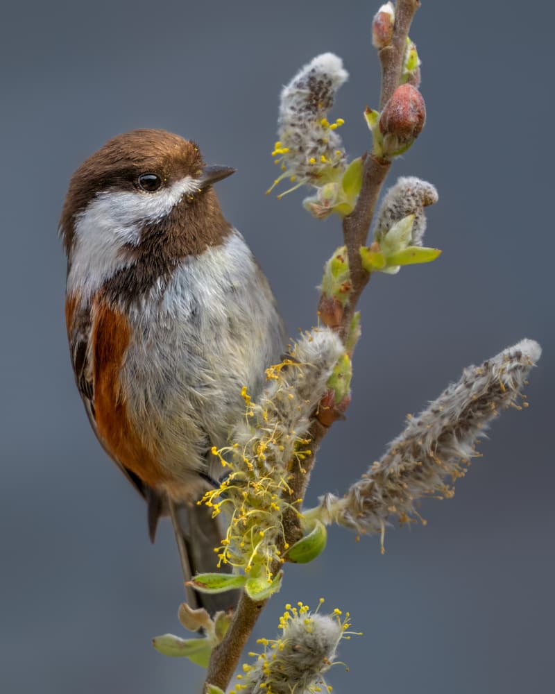Chestnut Chickadee Willow by Jacob (Jian) Xu — canvas wall art