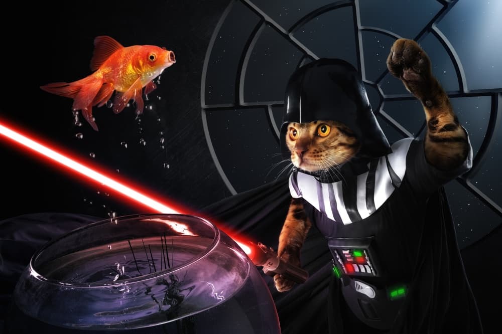 Cat's Galactic Fish Battle by Christophe Kiciak — canvas wall art
