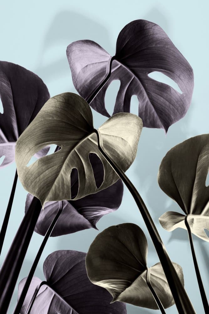 Monstera Blue 01 by Pictufy Studio III — canvas wall art