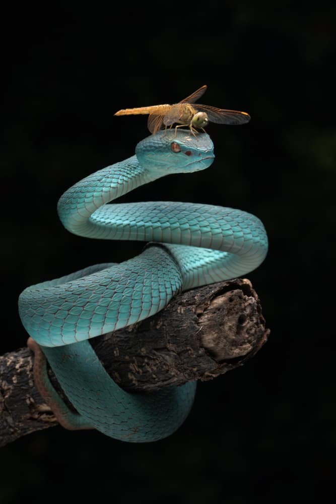 Dragonfly on Blue Snake by Ajar Setiadi — canvas wall art
