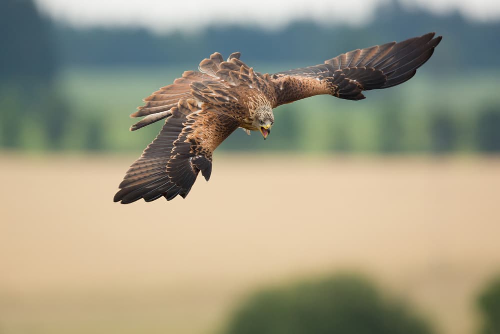 Swooping Red Kite by Milan Zygmunt — canvas wall art