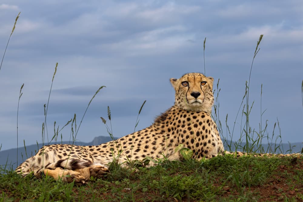 Regal Cheetah Resting by GENNARO DI NOTO — canvas wall art