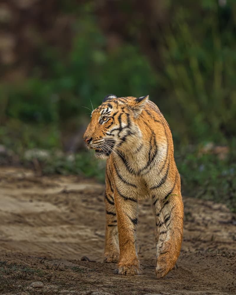 Majestic Bengal Tiger by Yogesh Bhatia — canvas wall art