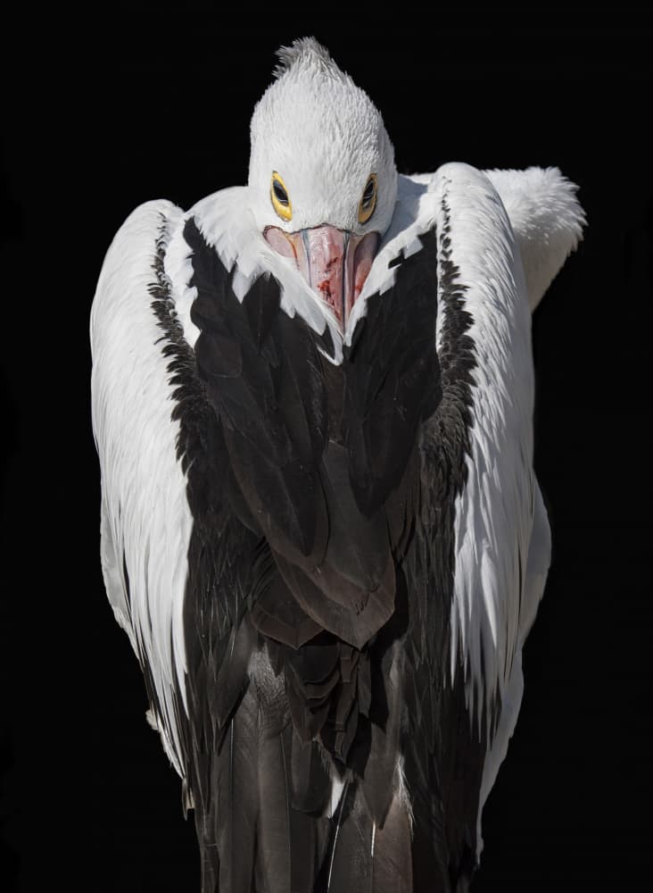 Powerful Pelican Portrait by Emanuel Papamanolis — canvas wall art