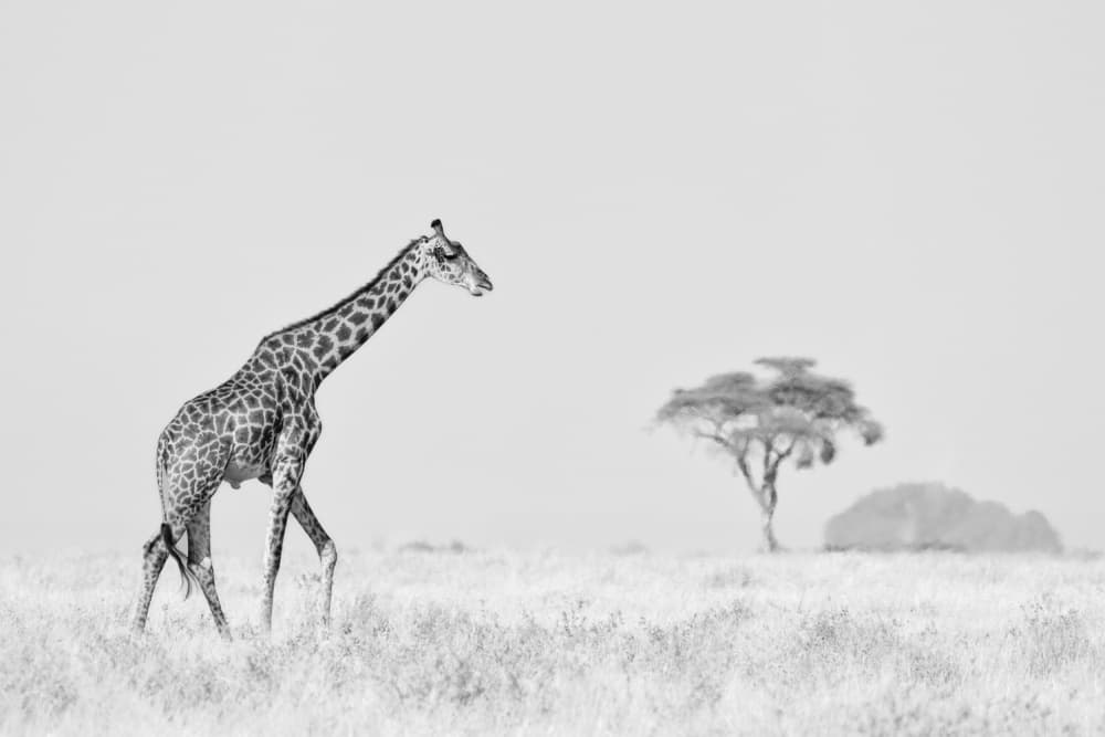 Serene African Giraffe by Ali Khataw — canvas wall art