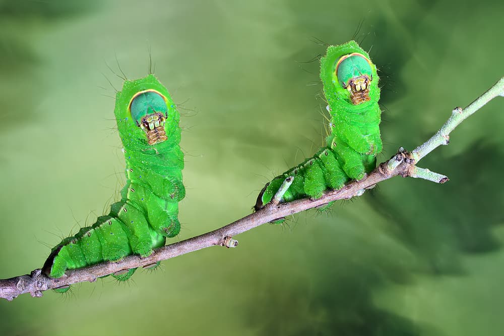 Curious Green Caterpillars by Jimmy Hoffman — canvas wall art