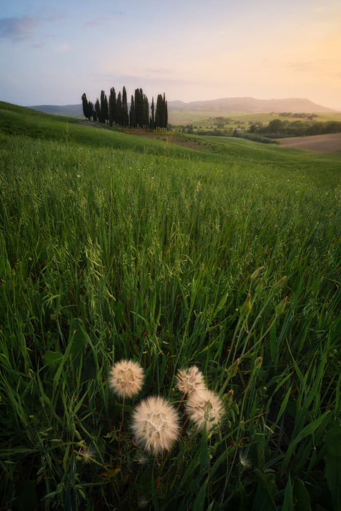 Dandelions in Golden Light by Andrea Maestosi — canvas wall art